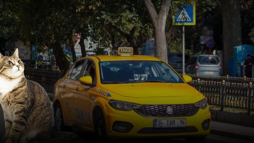 Vicdansız taksici yaralı kediyi araca almadı: Bahanesi pes dedirtti!