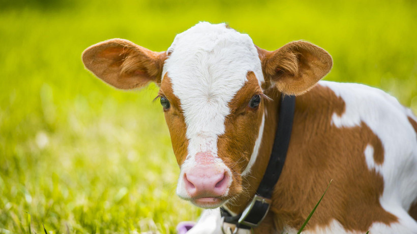 Buzağı desteği, hayvancılık destekleri 2023’te artırıldı