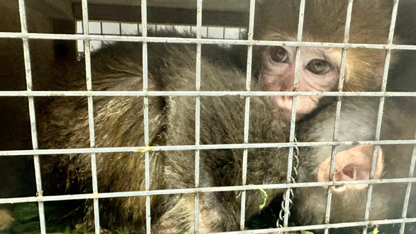 Jandarma ekipleri yurda yasa dışı yollarla sokulan Hint şebeklerini yakaladı