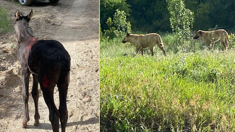 Sokak köpekleri bu kez de atlara saldırdı