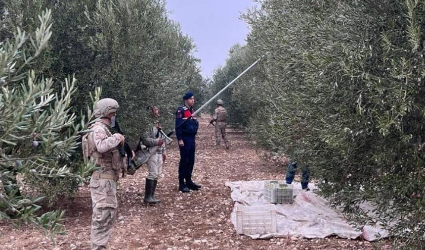 zeytin-bahceleri-jasat-iha3