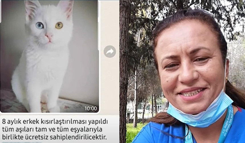 kedi-dolandirilma-star-ozel