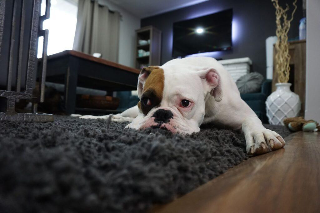 evde-köpek-beslemek-1