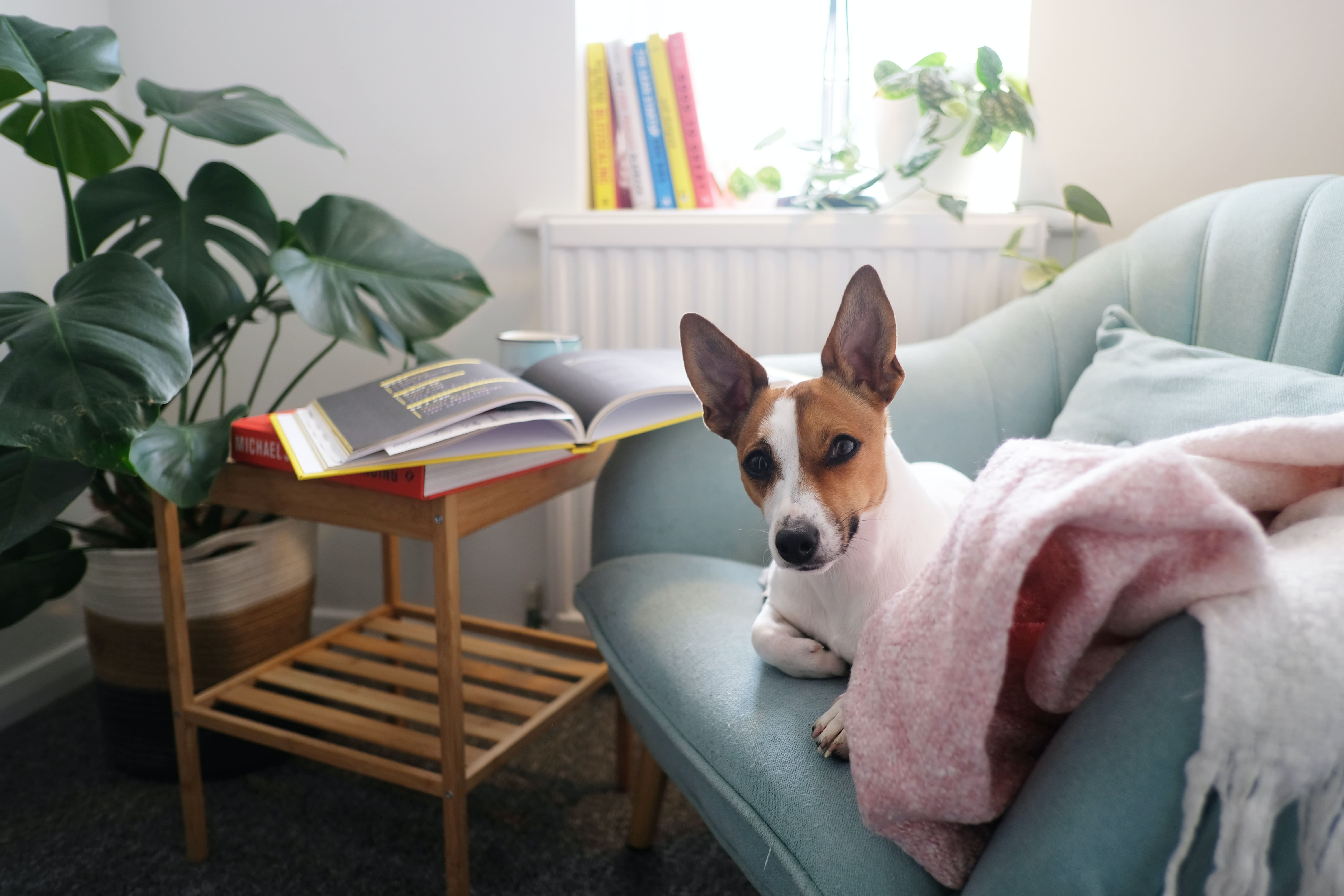 evde-köpek-beslemek-3
