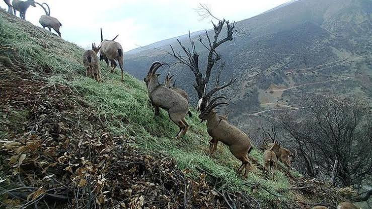tuncelide-ekipler-gece-gunduz-daglarda-kacak-avci-pesinde-1-haftada-1-milyon-lira-ceza-_5181_dhaphoto10