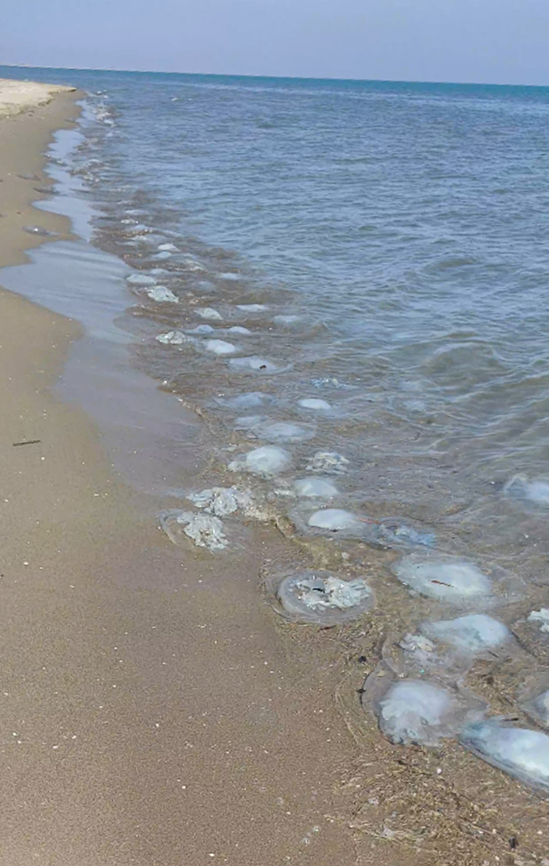 Adanada Korkutan Goruntu Binlercesi Kiyiya Vurdu 26Subat2024 2