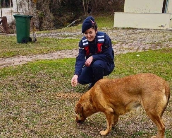 Bilecik Jandarma Sokak Hayvanlari 02022024 Iha 1