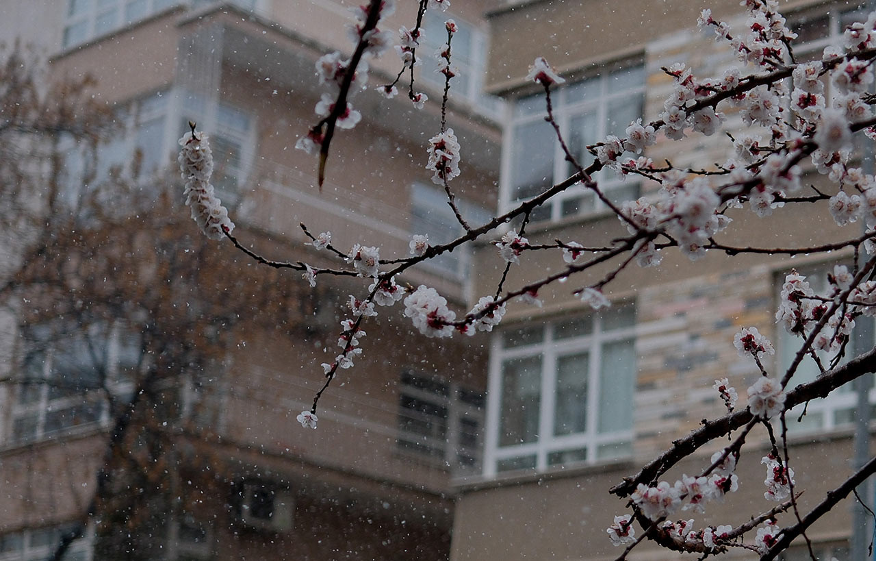 Ankara Kar Yagisi 21032024 Aa (31)