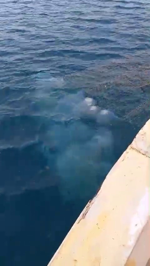 Antalya Balikci Aglari Denizanasi 12032024 Iha (1)