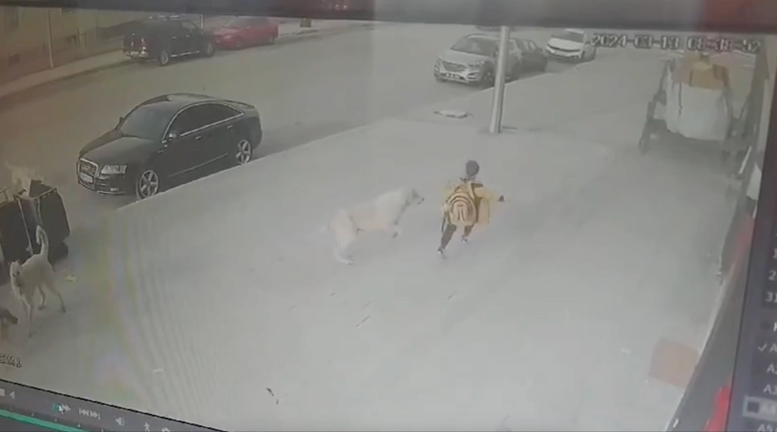 Erzincan Sokak Kopekleri 17032024 Dha 2