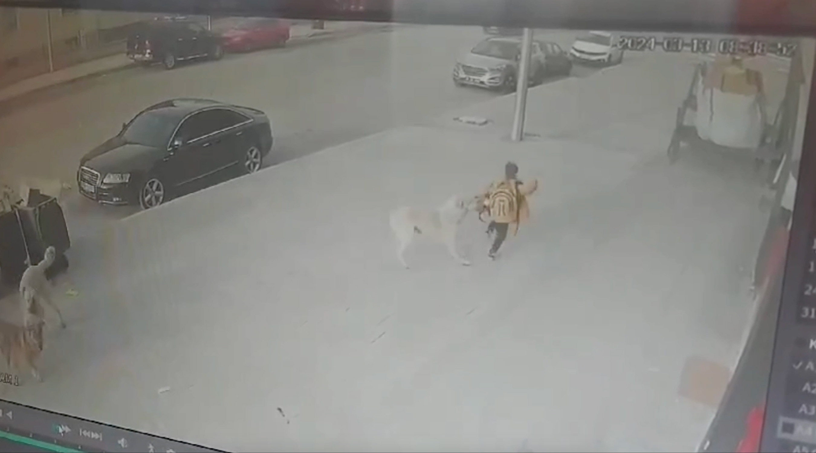 Erzincan Sokak Kopekleri 17032024 Dha 3