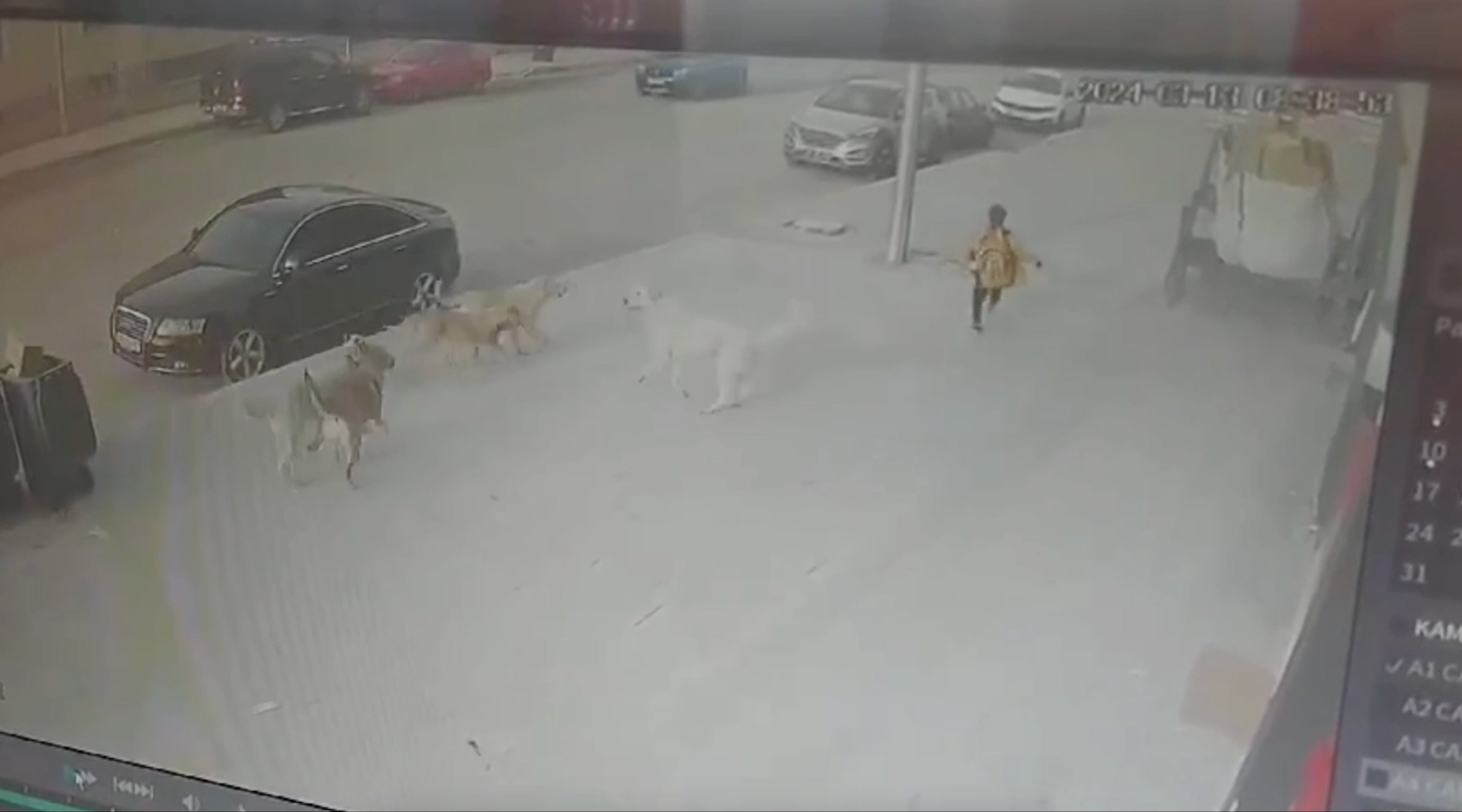 Erzincan Sokak Kopekleri 17032024 Dha 4