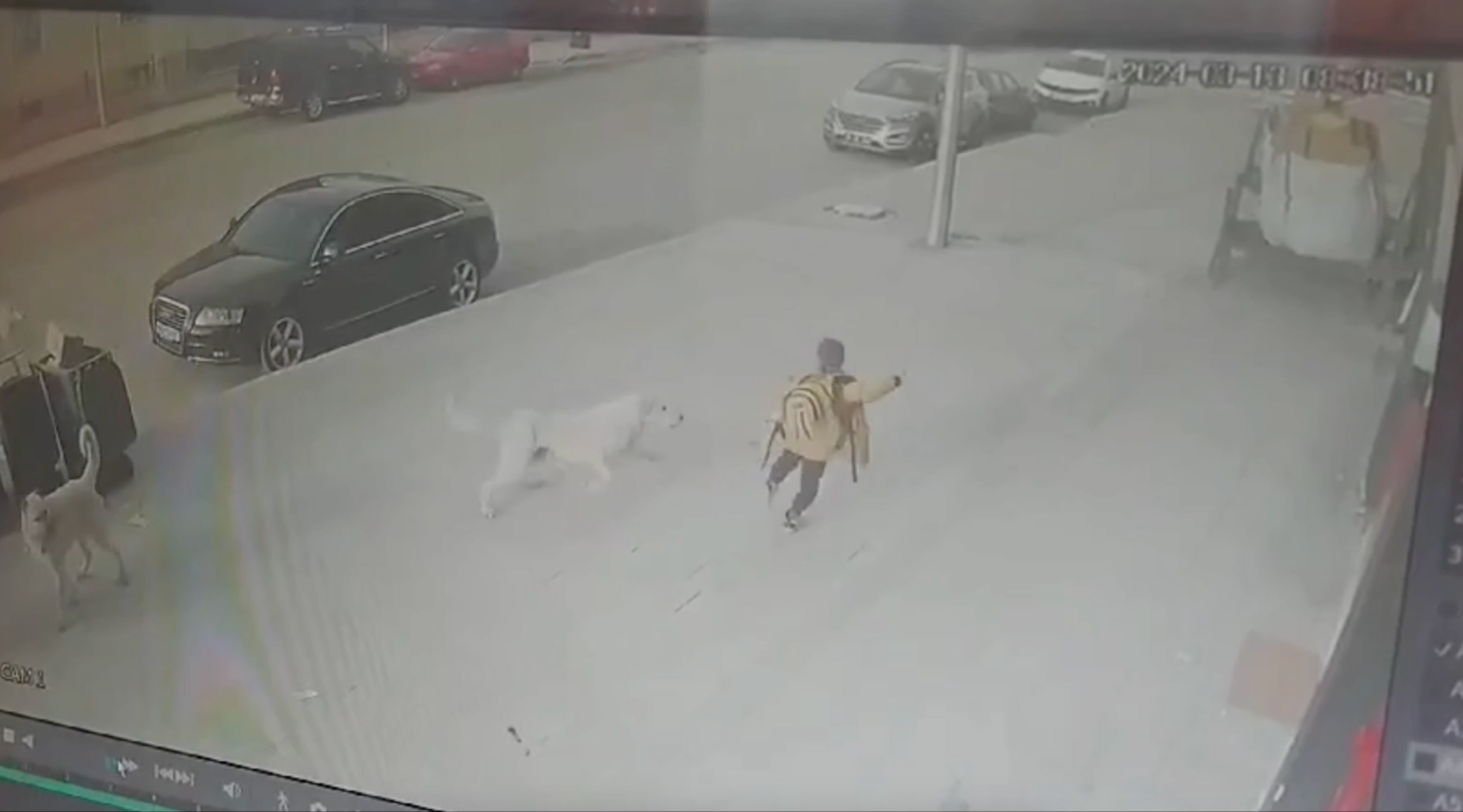 Erzincan Sokak Kopekleri 17032024 Dha 5