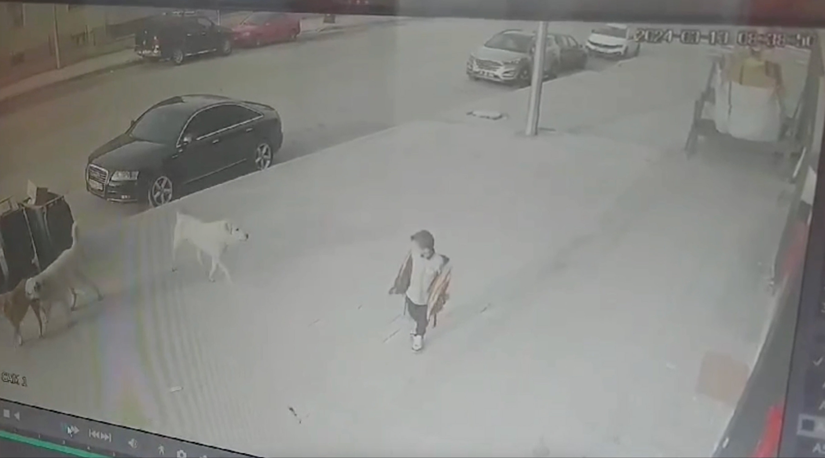 Erzincan Sokak Kopekleri 17032024 Dha 6
