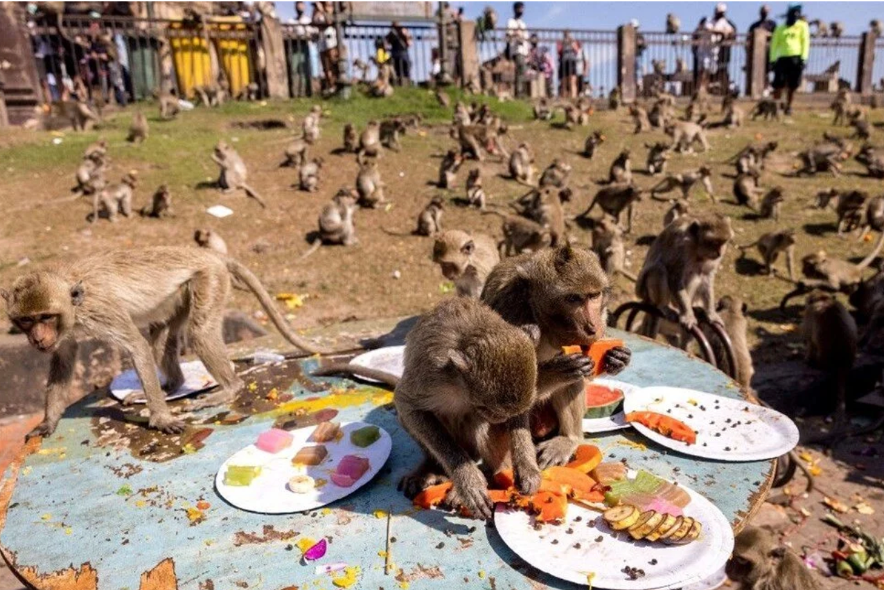 Maymunlar Bir Sehri Istila Etti Yasam Durma Noktasina Geldi 1 Mart 5