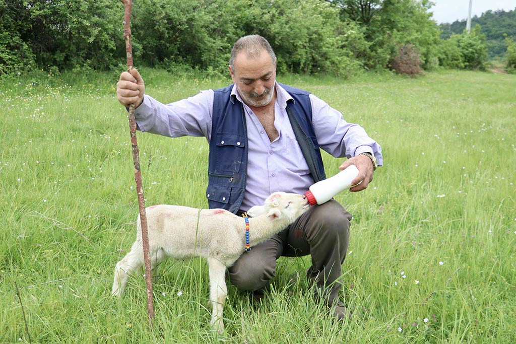 Bursa Kuzu Coban 30042024 Aa (11)