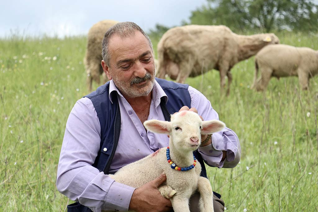 Bursa Kuzu Coban 30042024 Aa (3)