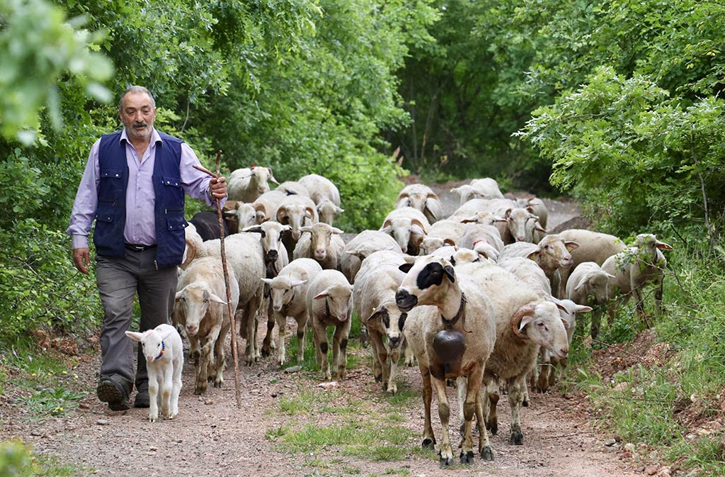 Bursa Kuzu Coban 30042024 Aa (8)