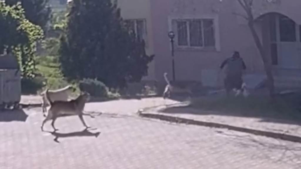 Edirne Kopekler Yasli Kadina Saldirdi 16042024 Iha2