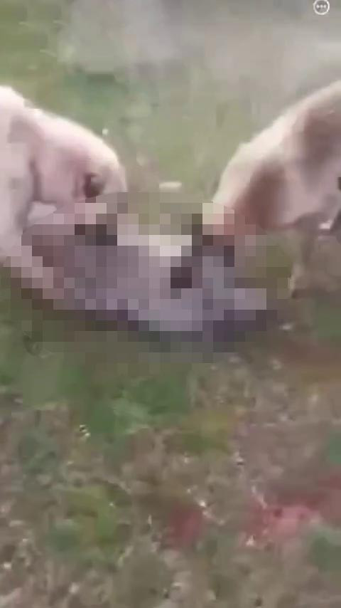 Köpekkurt1