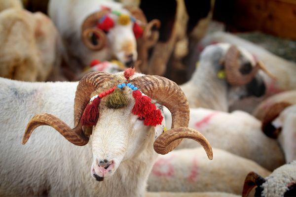 Kurban Bayramı