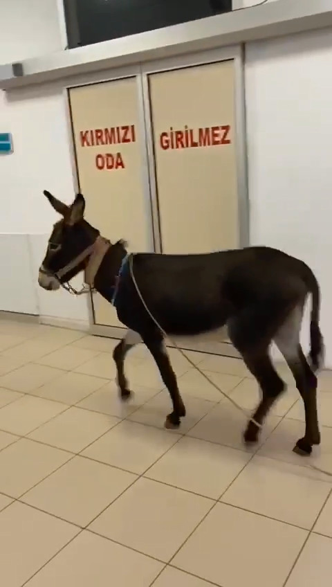 Yalova Esek Acil 23042024 Dha 2