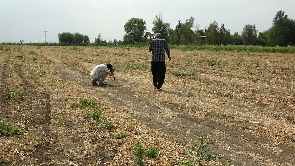 Adana Imamoglu Ilcesi Kopekler 01052024 Iha3