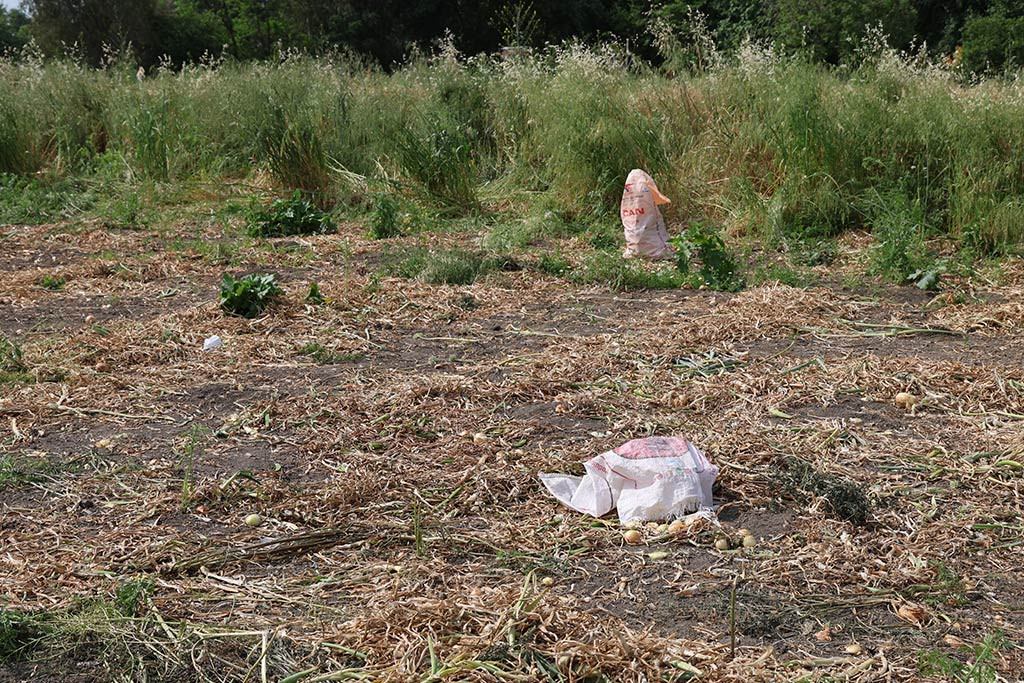 Adana Imamoglu Ilcesi Kopekler 01052024 Iha4