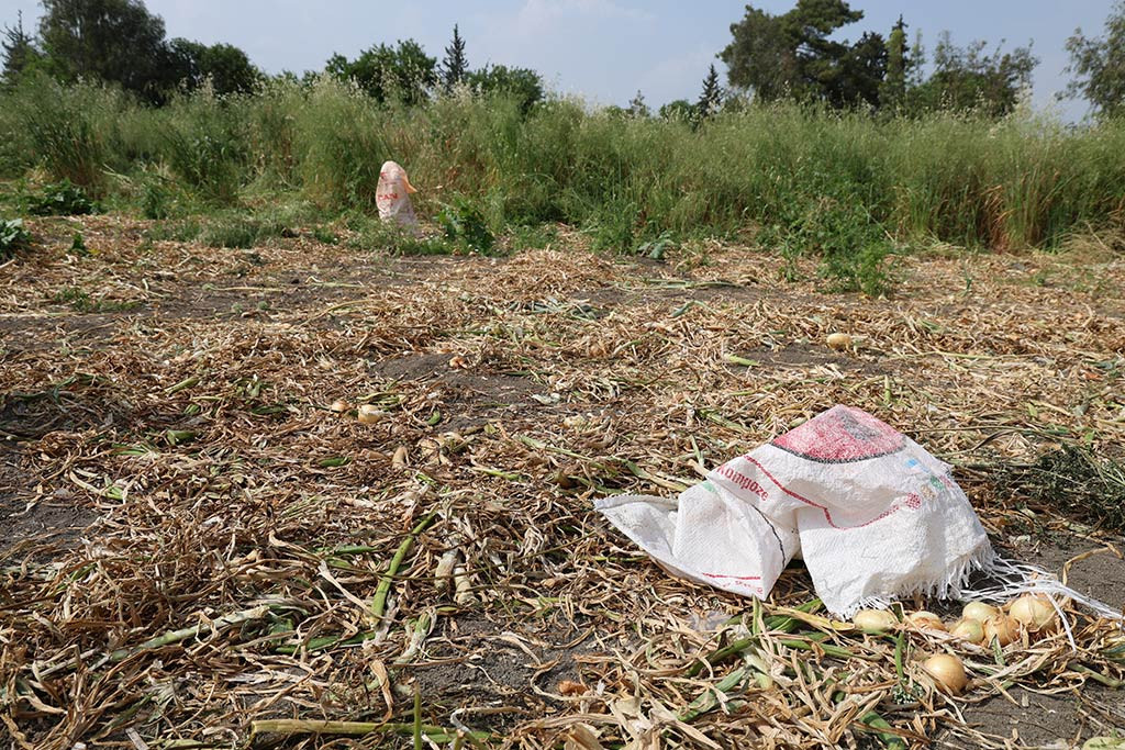 Adana Imamoglu Ilcesi Kopekler 01052024 Iha5