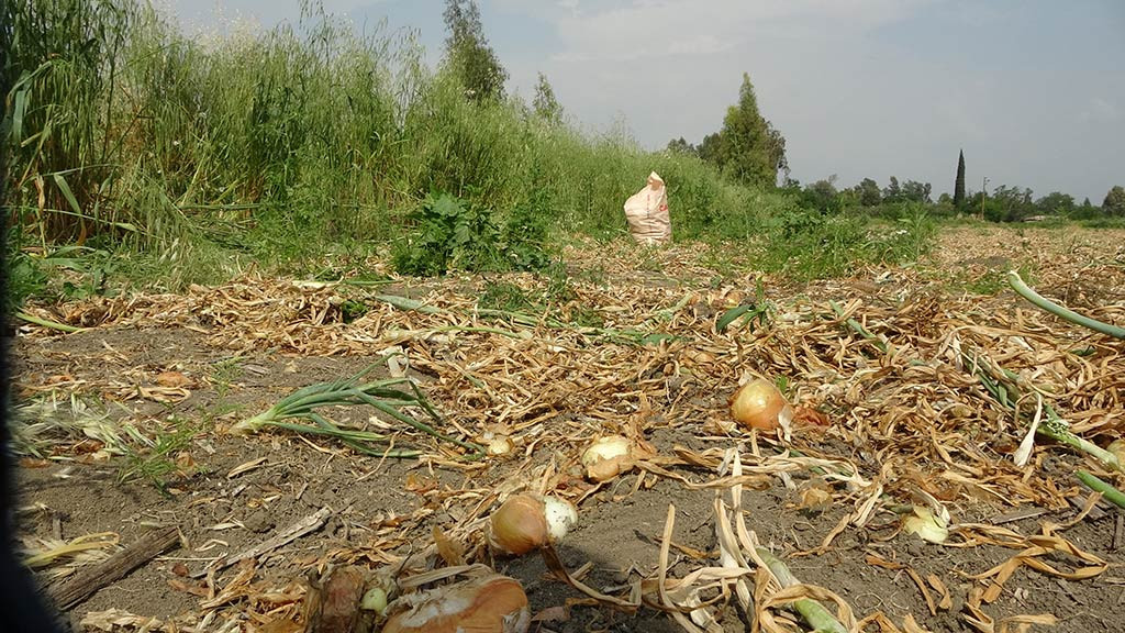 Adana Imamoglu Ilcesi Kopekler 01052024 Iha6