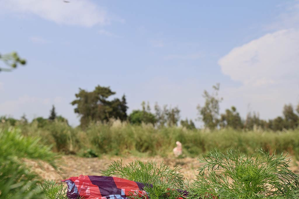 Adana Imamoglu Ilcesi Kopekler 01052024 Iha7