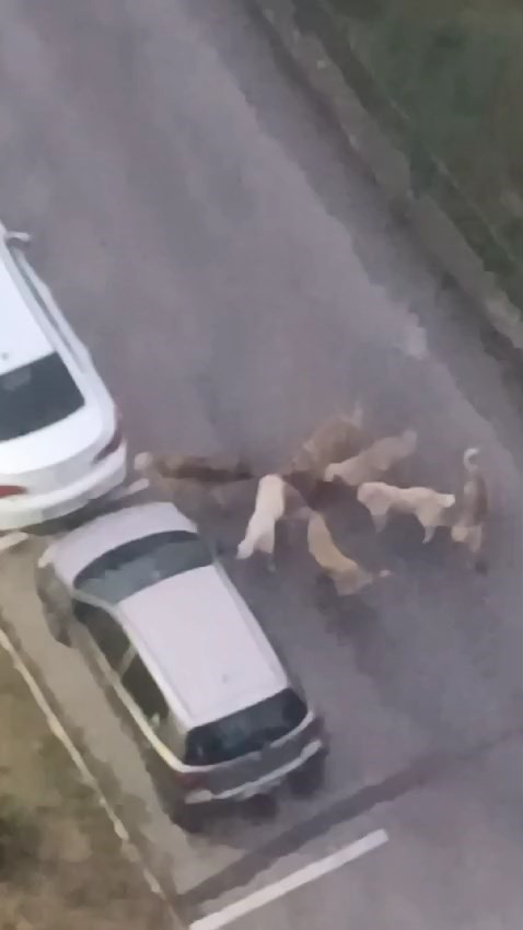 Kocaeli Sokak Kopekleri Kediyi Parcaladi 06052024 Iha2