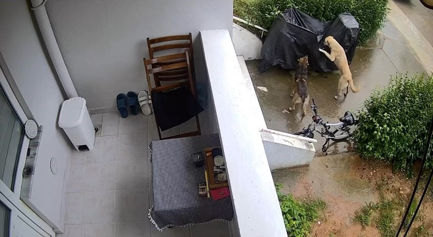 Kocaeli Sokak Kopekleri Kediyi Parcaladi 06052024 Iha3