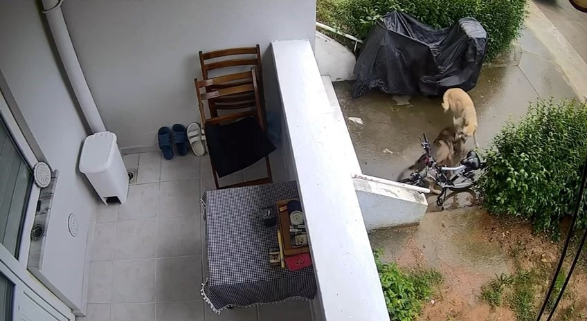 Kocaeli Sokak Kopekleri Kediyi Parcaladi 06052024 Iha4
