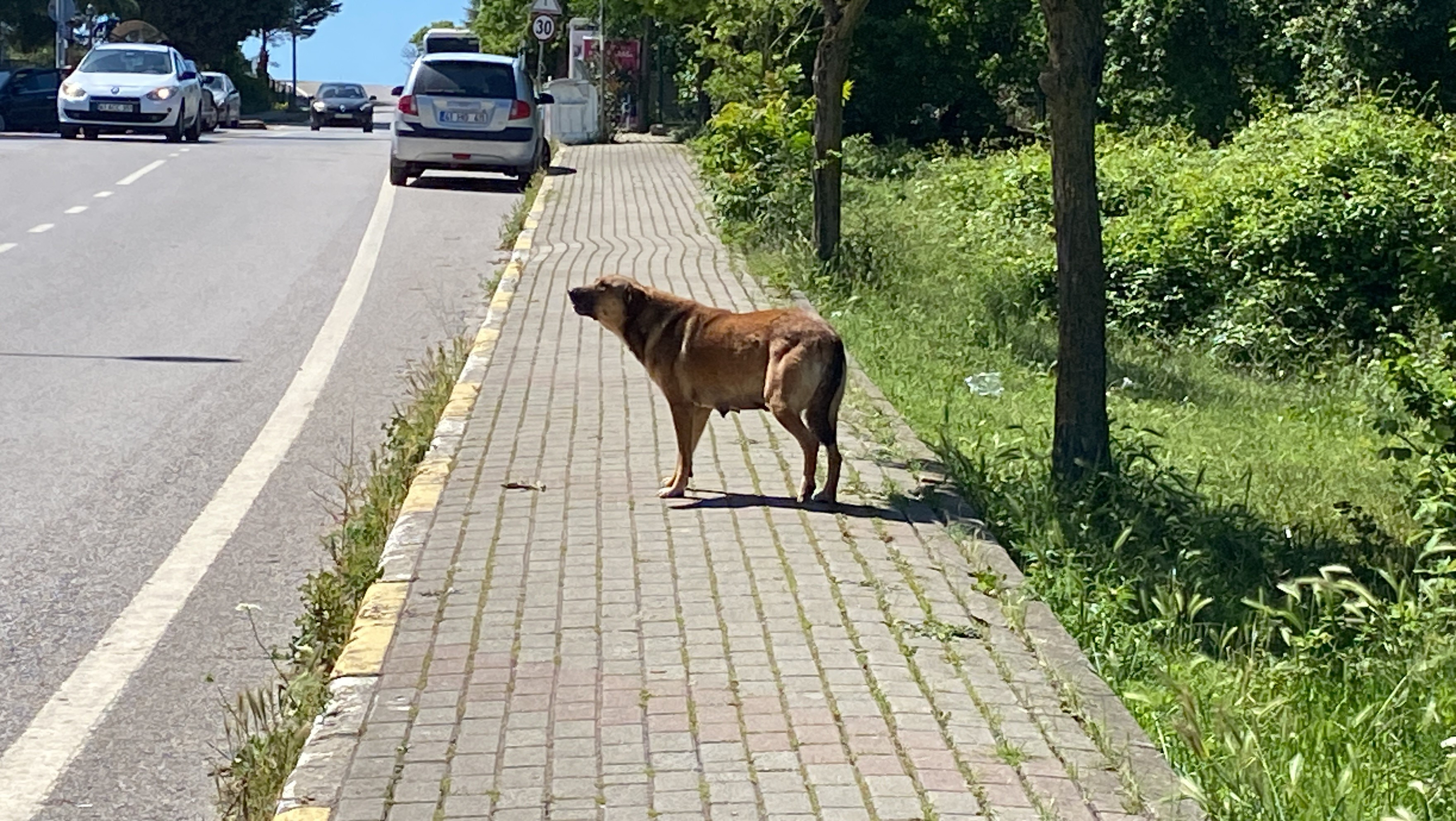 Kocaeli Sokak Kopekleri Kediyi Parcaladi 06052024 Iha7
