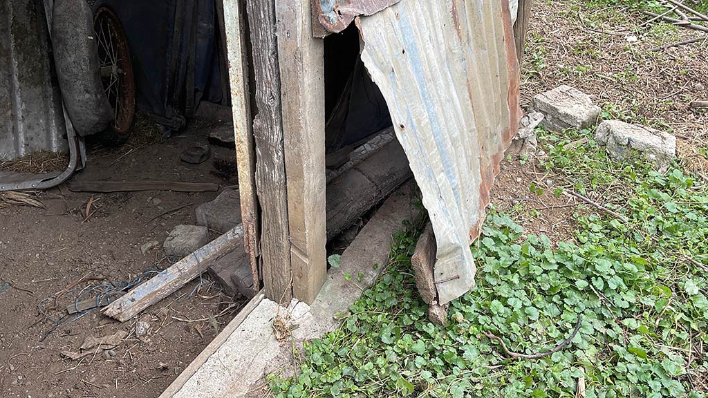 Rize Sokak Kopekleri Ahir Telef 05052024 Iha (3)