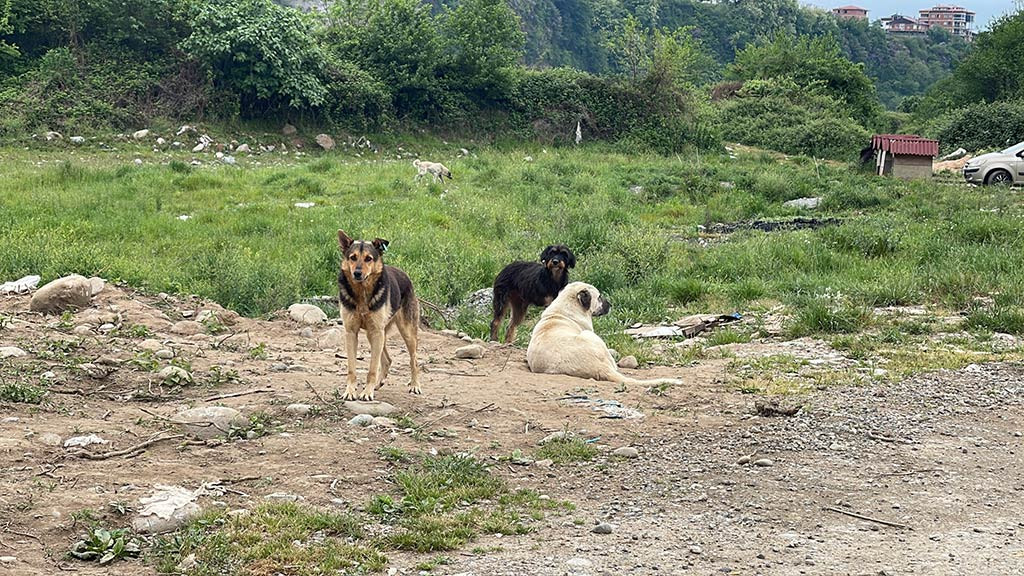 Rize Sokak Kopekleri Ahir Telef 05052024 Iha (6)