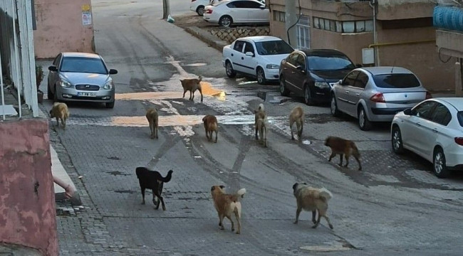 Sokak Hayvanları Düzenlemesi 3