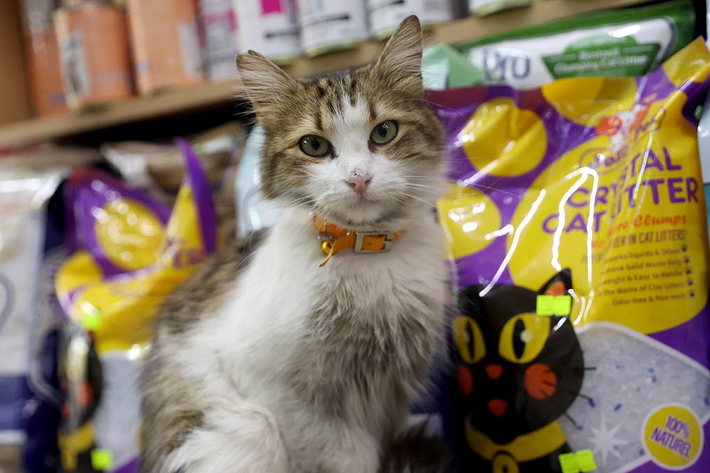 Yedi Bela Husnu Kedi 03052024 Aa (2)