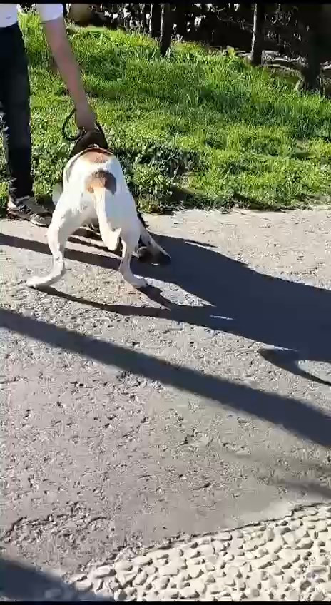 Esenler Pitbull Kediyi Parcaladi 10062024 Dha4