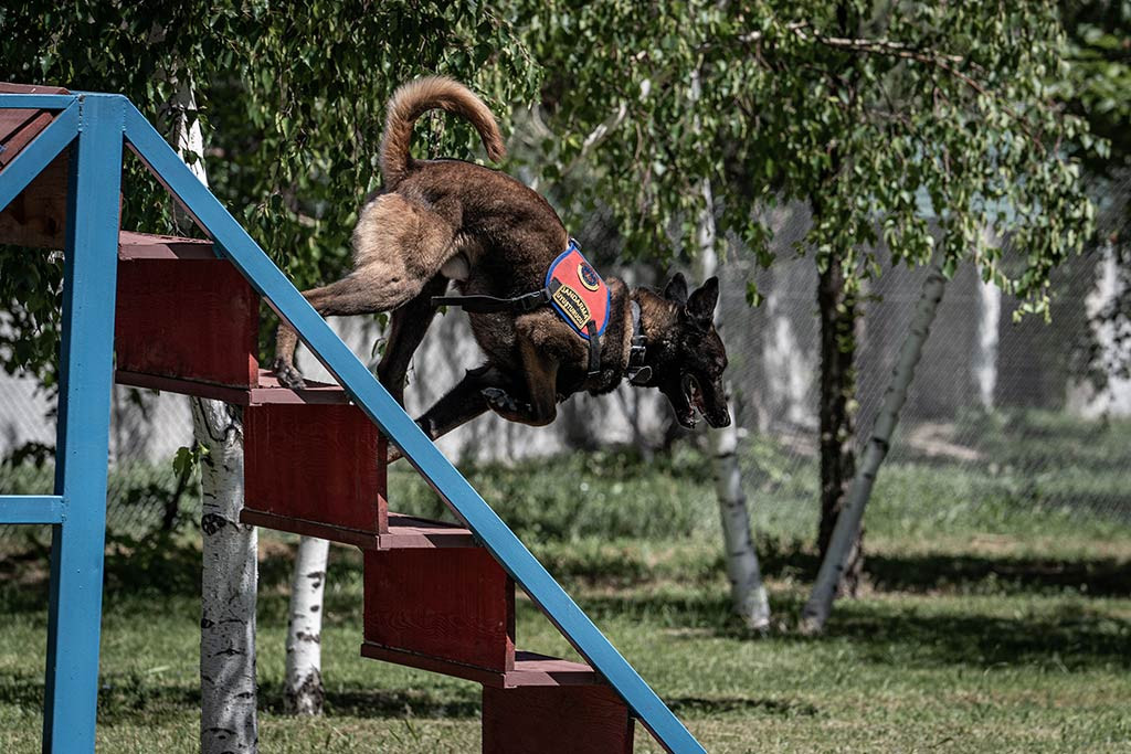Jandarma Uyusturucu Kopekleri 06062024 Aa (18)