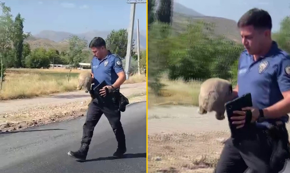 Polis Karayolu Yavru Kopek 18062024 Iha 2