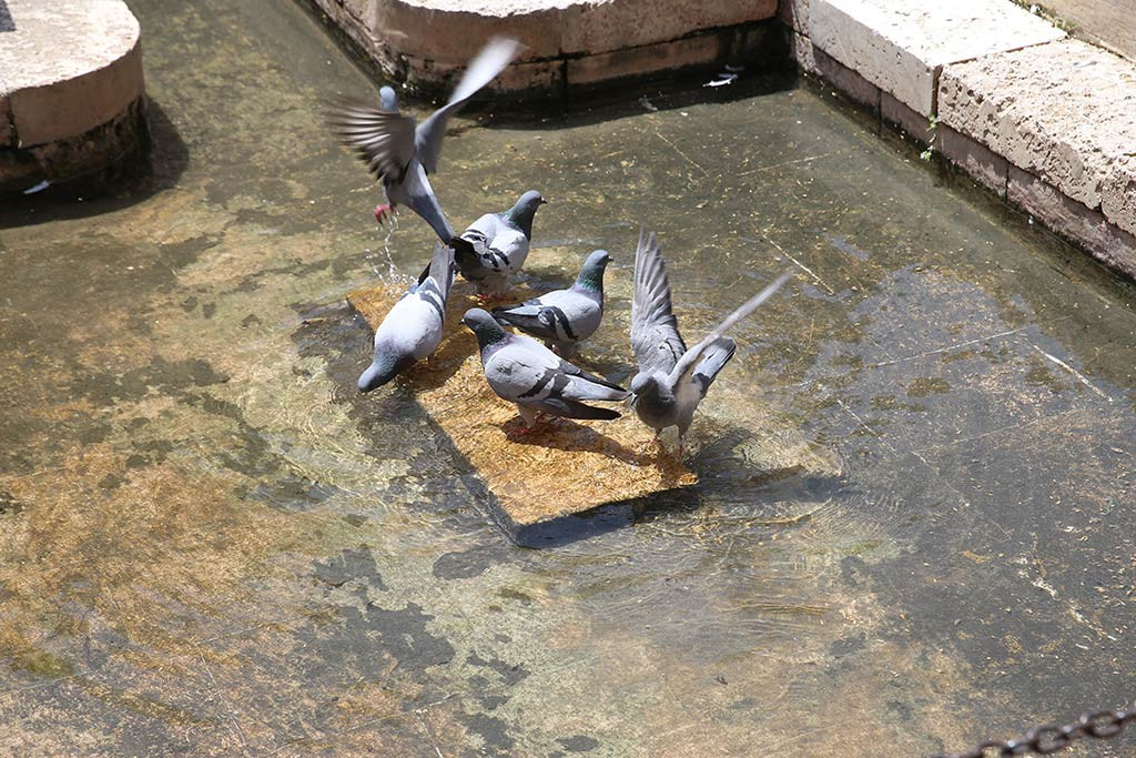 Sanliurfa Sicak Hava 20062024 Aa (4)