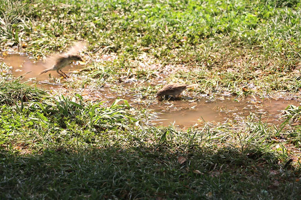 Sanliurfa Sicak Hava 20062024 Iha (4)